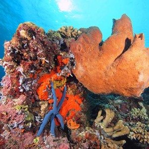 togian_seastar_and_coral