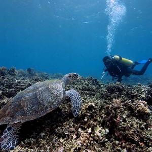 turtle_and_diver