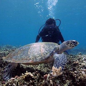 turtle_and_diver_2