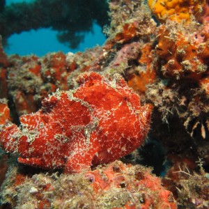 Painted Frog Fish