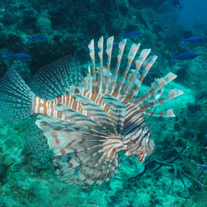 lionfish_with_damsels