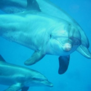 Playing with dolphins 1