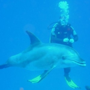 playing with dolphins 2