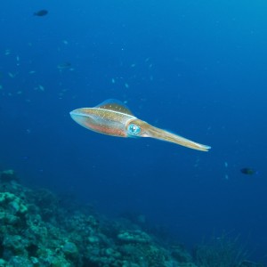 Reef Squid