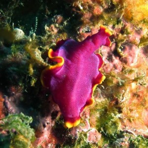 Kenting, weekend dives