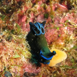 Kenting, weekend dives