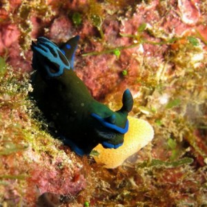 Kenting, weekend dives