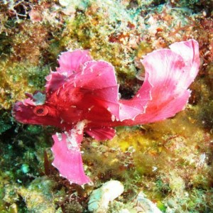 Kenting, weekend dives