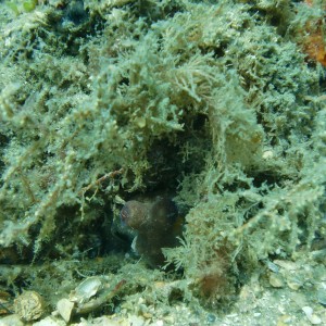 Octopus in hiding 2