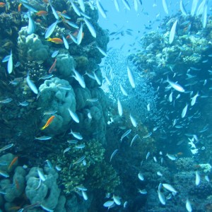 Dive Site Aquarium at Red Sea