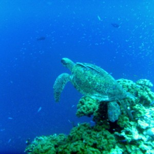 Layang Layang - Green Sea Turtle
