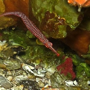 Manybanded_pipefish1