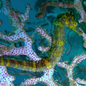 Tiger_tailed_seahorse1