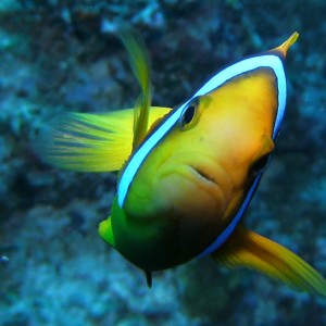 Best_clownfish