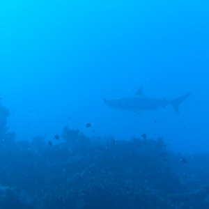 Grey_Reef_Shark_1