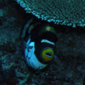 clown_triggerfish_2