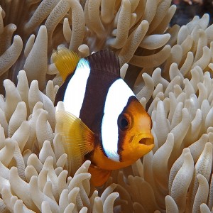 IMG_7767_Clownfish