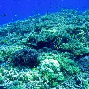 IMG_7774_Reef_Vista