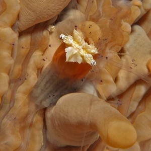 IMG_7844_Anemone_Shrimp_With_Eggs