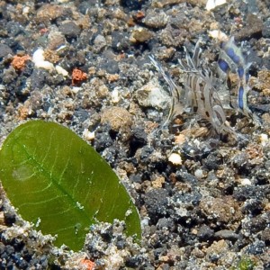 Tiny Lionfish