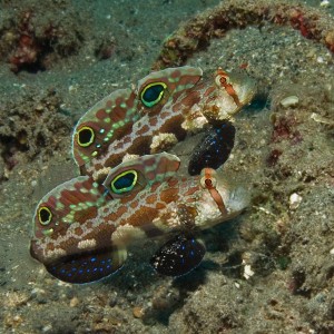 Signal Gobys