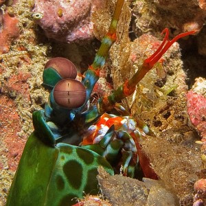 Mantis Shrimp