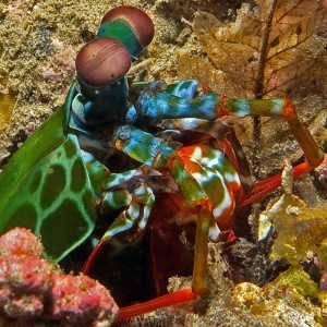 Mantis Shrimp