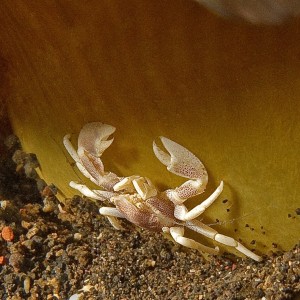 Anemone Crab