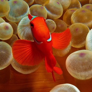 Anemone Fish