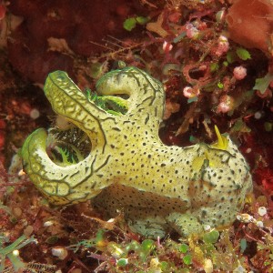 Nudibranch