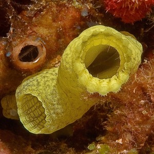 Tunicate