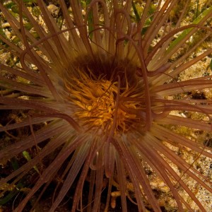 Cerianthus (Tube Anemone)