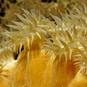 Coral Polyps