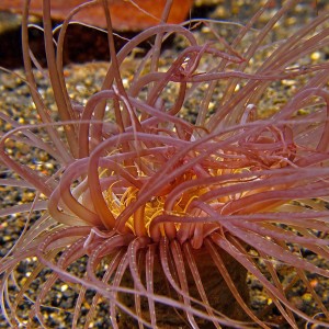 Cerianthus (Tube Anemone)