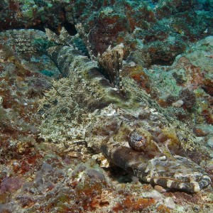 Crocodile Flathead