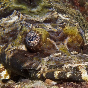 Crocodile Flathead