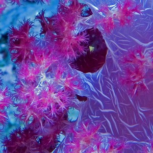 Soft Coral