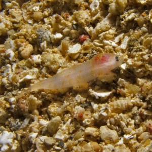 Juvenile Flounder