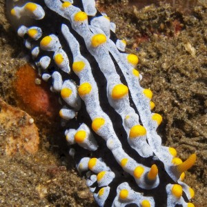 Nudibranch