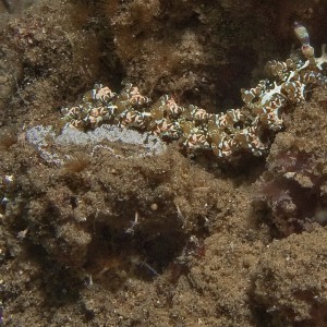 Nudibranch