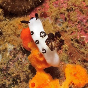 Nudibranch