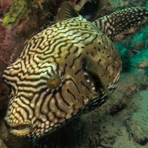 Star Puffer (Juvenile)