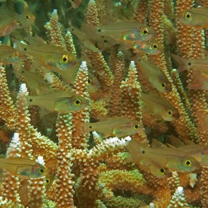 Cardinalfish