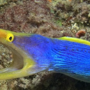 Ribbon Eel