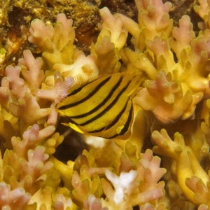 Eight-Banded Butterflyfish (Juvenile)