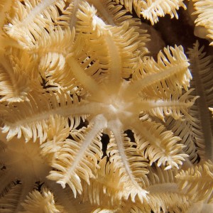 Coral Close Up