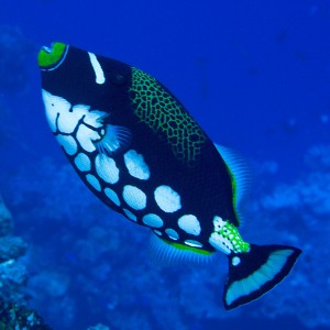 Clown Triggerfish