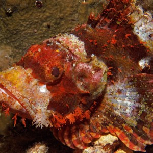 Scorpiomfish