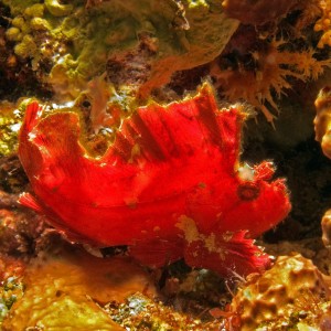 Leaf Scorpiomfish