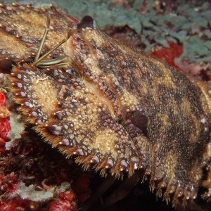 Slipper Lobster